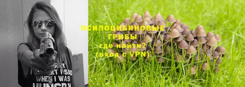 Галлюциногенные грибы Psilocybe  Бикин 