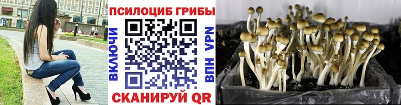 Псилоцибиновые грибы GOLDEN TEACHER  kraken сайт  darknet как зайти  Бикин 